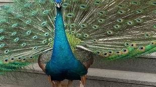 孔雀 视频在线观看,在线欣赏孔雀之美 第3张 孔雀 视频在线观看,在线欣赏孔雀之美 第3张